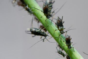 ark-tailed thistle aphid - puceron noire - uroleucon aeneum