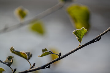 Wintermogen an einem Schloß im Müsnterland