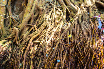 Bodhi tree in Gangaramaya Temple