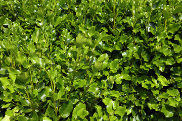 Griselinia hedge leaves
