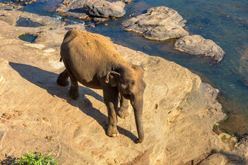 Elephant in Sri Lanka