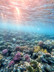 Underwater life of reef with corals and tropical fish. Coral Reef at the Red Sea, Egypt.