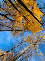 autumn trees in the sky