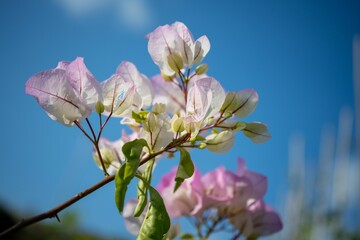 Closeup shot of blooming light pink bougainvillea flowers on a blue sky background