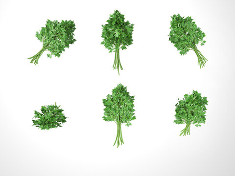 Vegetable isolated