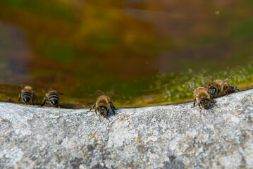 Bees drinking from a birdbath in Tuscany, Italy.