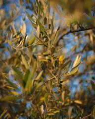 Vertical closeup of the tree branches with olives growing in the field on a sunny day