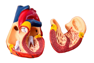 Open model of anatomical human heart showing inside, isolated.
