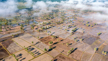 Fototapeta premium Beauty rice terrace with Sugar palms on sunset