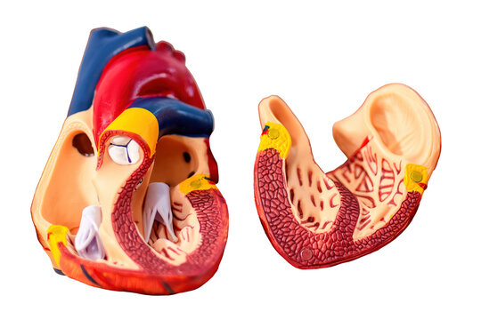 Open model of anatomical human heart showing inside, isolated.