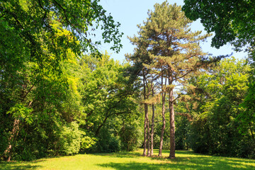 Naklejka premium Beautiful pine trees on the territory the dendrological garden of the unique Askania Nova reserve. Kherson region. Ukraine