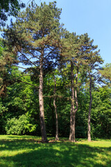 Beautiful pine trees on the territory  the dendrological garden of the unique Askania Nova reserve. Kherson region. Ukraine