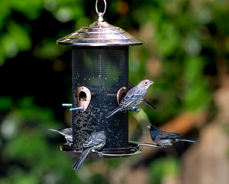 Sparrow, finch and junco at the bird feeder