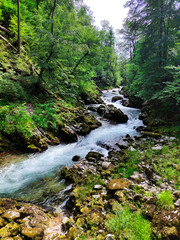river in the forest, river in the nature, Slovenian river, quick river, trees near to river, stones in the river
