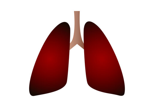 Dos pulmones y una traquea. 
