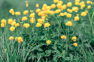 Lots of yellow flowers with buds in a green field close-up.