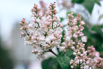 Blooming pink-white gray in spring, bushes with flowers and on branches with green leaves close-up.
