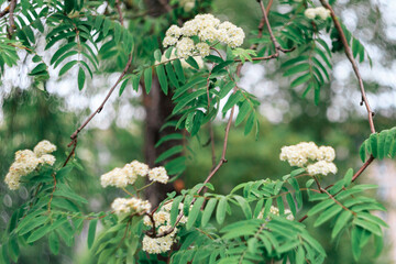 Flowering of white flowers on rowan perennial, flowers, green leaves, branches.