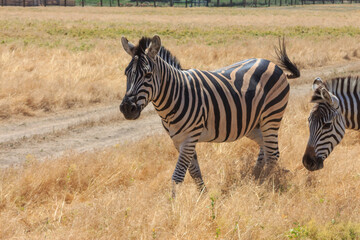 Zebras in the Ukrainian steppe on the territory of the national nature reserve 