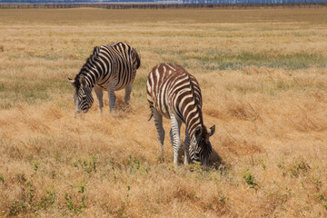 Fototapeta premium Zebras in the Ukrainian steppe on the territory of the national nature reserve 