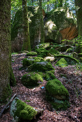 Fototapeta premium Passeggiata nel bosco