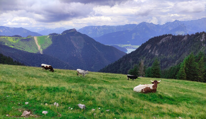 Fototapeta na wymiar cows in the mountains, mountains, see among mountains, cows, Austria