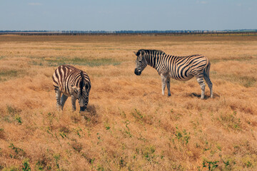 Zebras in the Ukrainian steppe on the territory of the national nature reserve "Askania Nova". Kherson region, Ukraine