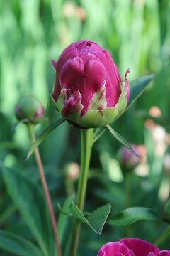 Bl&uuml;te einer Pfingstrose