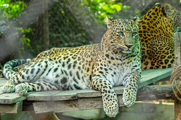 Fototapeta na wymiar A Leopard resting on a machaan