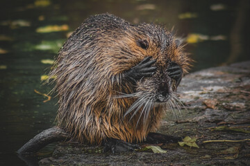 Nutria hält sich die Augen zu