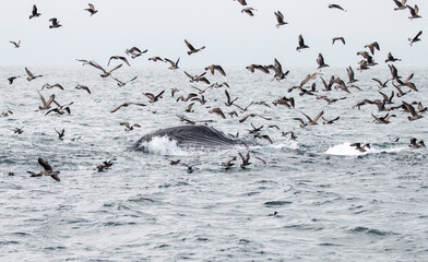 Commensalism between Humpback whale and marine birds, Monterey Bay National Marine Sanctuary,...