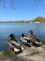 Patos mirando al frente del lago tranquilo y soleado