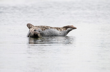 Obraz premium harbor seal resting at Monterey, California, US