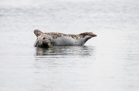 Harbor Seal Resting At Monterey, California, US