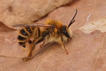 Closeup on a hairy male Pantaloon bee, Dasypoda hirtipes
