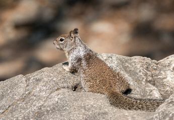 California ground squirrel,  Yosemite National Park, California, US