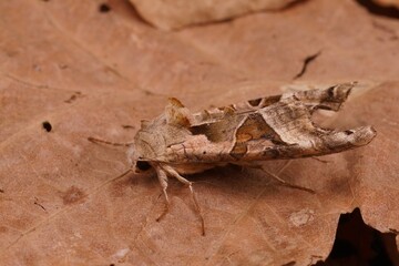 Closeup of the Angle shades moth, Phlogophora meticulosa