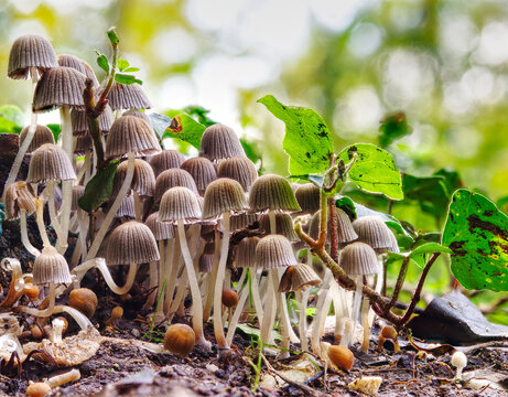 Clump of mushrooms (mycenaceae      ), commonly found on stumps in Europe