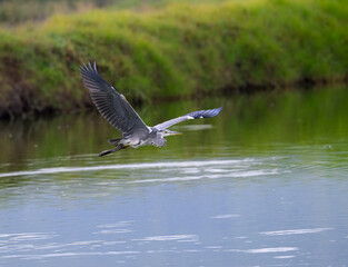 Grey Heron flying over pond