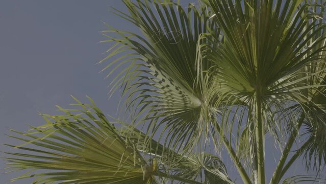 Palm trees moving with the wind and clear blue sky background
