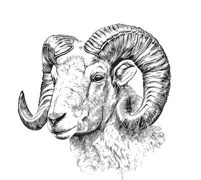 Portrait of sheep farm animal hand drawn sketch Agriculture farm Vector illustration.