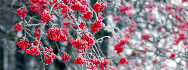 Frost-covered red rowan berries on a tree in winter - Powered by Adobe