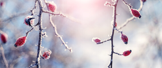 Rosehip berries covered with frost on a bush in winter in sunny weather