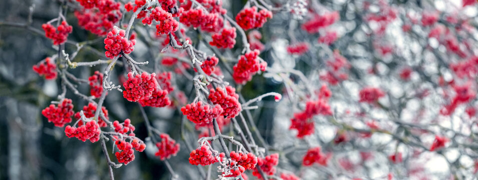 Frost-covered red rowan berries on a tree in winter