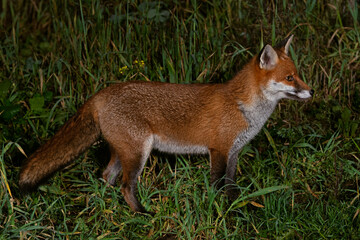 Red Fox (Vulpes vulpes) photographed at night in an unkempt back garden