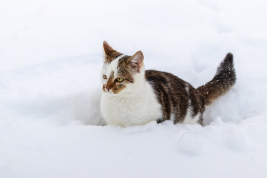 Small spotted cat in winter on white snow