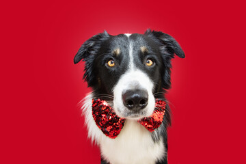 Portrait border collie dog celebrating christmas or valentine's day wearing a bowtie. Isolated on red background