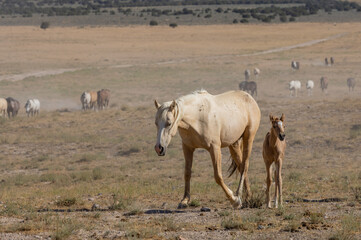 Obraz premium Wild Horse Mare and Foal in the Utah Desert