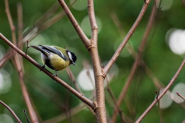 bird watching, great tit looking for food