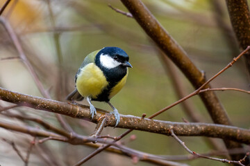 Fototapeta premium bird watching, great tit looking for food
